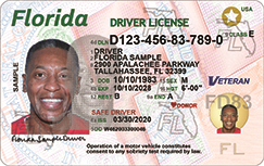 Florida Drivers License Sample